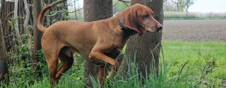 Field Trail - Ein sinnvoller Spaß für Hund und Halter