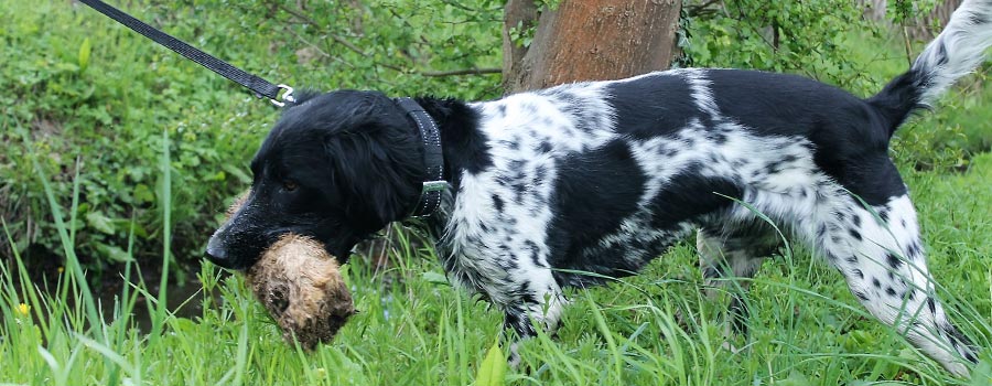 Field Trail - Ein sinnvoller Spaß für Hund und Halter
