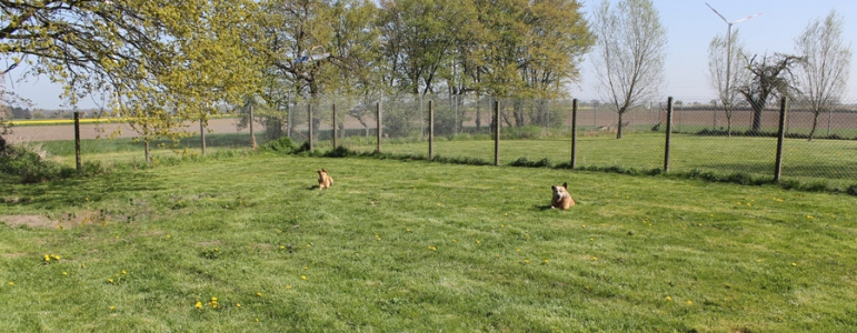 In unserer kleinen Hundepension sind Gäste, gleich welcher Rasse, herzlich willkommen.