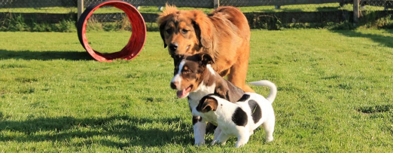 Welpengruppe - Hier erlernt der Hund ein ausgeglichenes Sozialverhalten